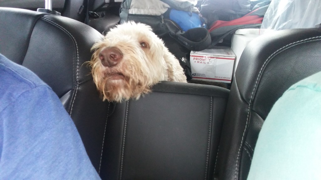 Milo keeping an eye on Andrew's driving on our way back from the wedding.